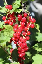 IMG_1125.webp