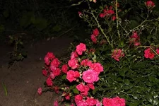 IMG_1171.webp