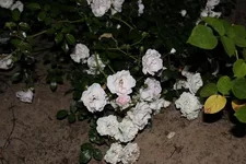 IMG_1173.webp