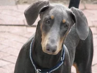 Doberman_Pinscher_blue_portrait.webp