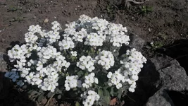 2014423093156.webp