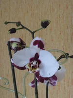 IMG_9248.webp