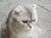 142404903_1_644x461_pribludilas-koshka-harkov.webp