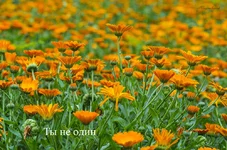 FOTO7877.webp