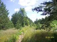 2014_06_29 griby 006.jpg