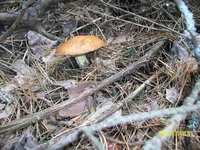 2014_06_29 griby 003.jpg