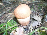 2014_06_29 griby 012.webp