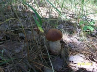 2014_06_29 griby 014.jpg