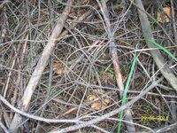 2014_06_29 griby 028.jpg