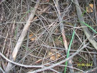 2014_06_29 griby 028.webp