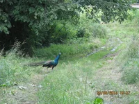 010.webp
