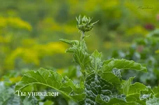 FOTO7872.webp