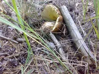 29062014736.jpg