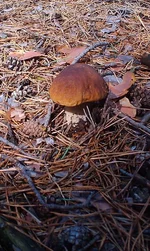 IMAG0109.webp