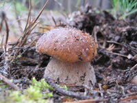 IMG_2384.jpg