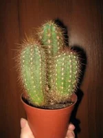 IMG_7054.webp