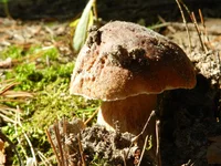 DSCN5715.webp