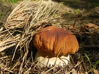 DSCN5716.webp