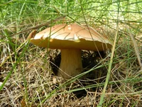 DSCN5721.jpg