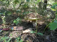 DSCN5727.webp