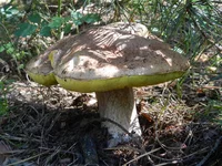 DSCN5729.jpg