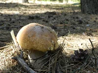 DSCN5730.jpg