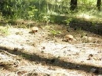 DSCN5732.jpg