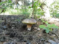 DSCN5736.jpg