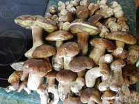DSCN5742.webp