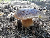 20147020855571.jpg