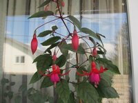 crop_92027964_N9fs0.jpg