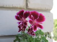 crop_92121887_dhMk.webp