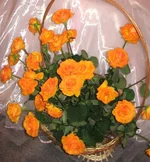 IMG_0030-1.jpg
