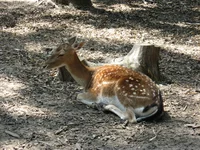  экопарк (5).webp