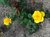  экопарк (45).webp
