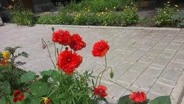 маки.jpg