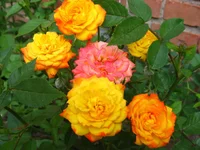 IMG_3468.webp