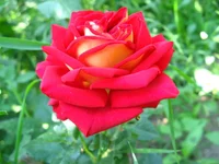 IMG_3494.webp