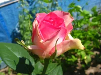 IMG_3498.webp