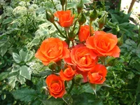 IMG_3502.webp