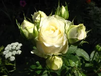 IMG_3503.webp