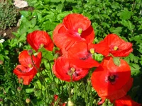 IMG_3524.webp