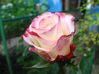 IMG_3600.webp
