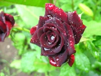 IMG_3558.webp