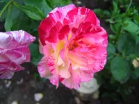 IMG_3625.webp