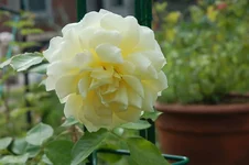 DSC_0106.webp
