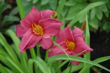 DSC_0115.webp