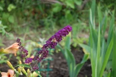 DSC_0135.webp