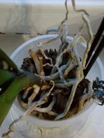 07072014186.webp