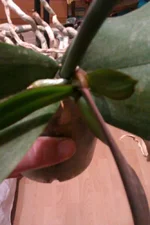 IMAG0269[1].webp